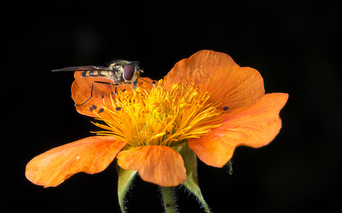 橙花昆虫背景图片