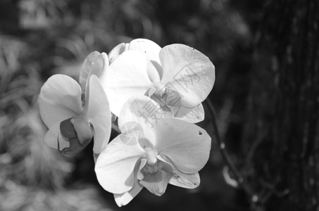 黑白兰花叶子热带花瓣植物粉色背景图片