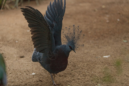 维多利亚加冕鸽野生动物红名单热带大道荒野羽毛动物高清图片