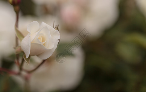 绿色背景的白玫瑰婚礼花园玫瑰浪漫花瓣背景图片