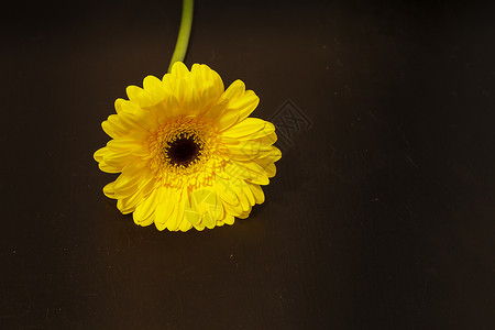 泽贝拉花朵花园晴天黑色雏菊快乐背景图片