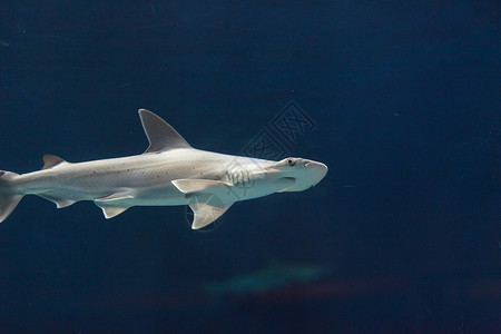 锤头鲨鱼珊瑚热带野生动物灰色锤子危险海景海洋沉船动物背景图片