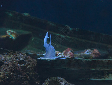 锤头鲨鱼海洋危险野生动物扇形锤子海景沉船珊瑚热带动物背景图片
