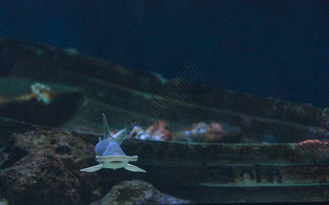 锤头鲨鱼热带野生动物沉船危险海洋珊瑚扇形海景灰色锤子背景图片