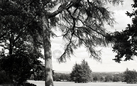 阿伯丁的福雷斯特水平树木电影黑白草地照片场地摄影黑与白黑头背景图片