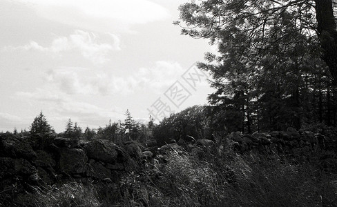阿伯丁的福雷斯特树木日光草地艺术黑白摄影电影黑与白照片黑头背景图片