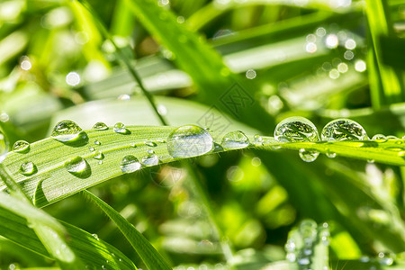 草地上的水滴绿色宏观背景图片