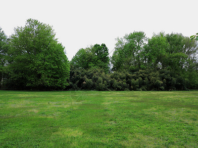 绿草地场地地面森林公园风景叶子远足水平树干环境背景图片