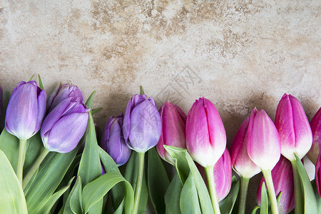粉色和紫色郁金香生日石头庆典背景图片