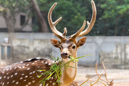 孟加拉国达卡鹿衬套公园地标白色尾巴野生动物哺乳动物国家绿色背景