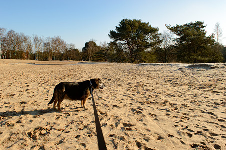 在国内散步的老年黑老黑狗;背景图片