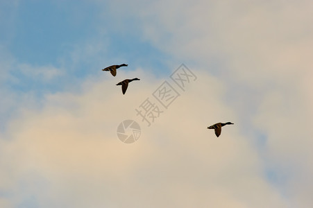 三只鸭子飞向阴云的蓝天背景图片