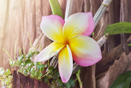 美丽的单粉色大粉红色黄白花羽花背景图片
