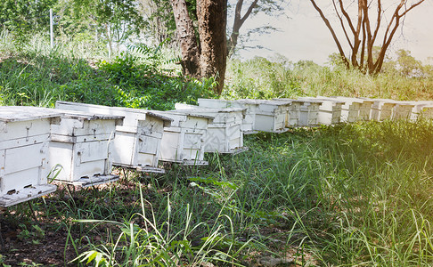 养蜂场蜂箱 蜂巢木箱 养蜂场背景图片