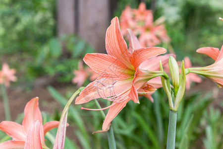 自然园艺中的树脂或阿马丽丝回春橙子空白花朵绿色植物花园花瓣背景图片