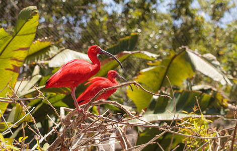朱鹮 鸟池塘橙子羽毛动物航班热带动物群野生动物滨鸟涉水背景图片