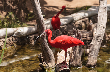 朱鹮 鸟热带动物群橡胶野生动物涉水动物荒野池塘水禽羽化背景图片