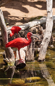 朱鹮 鸟羽毛野生动物荒野水禽账单动物橙子池塘热带飞行背景图片