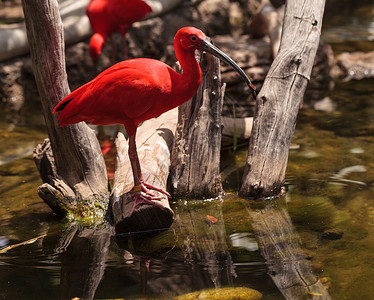 朱鹮 鸟池塘热带野生动物涉水橡胶飞行滨鸟羽化动物群水禽背景图片