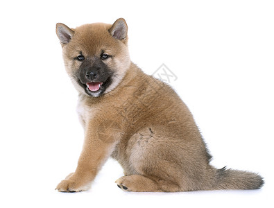 小狗婴儿工作室宠物棕色动物柴犬背景图片