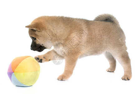 小狗柴犬玩具动物宠物婴儿工作室棕色背景图片