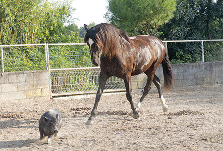 马与猪一起玩背景图片