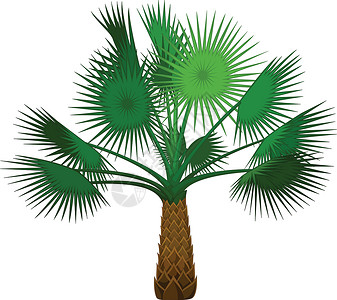 为你设计的棕榈树卡通背景图片