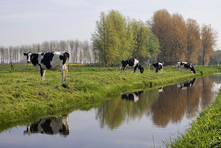 牛群沿着沟渠高清图片