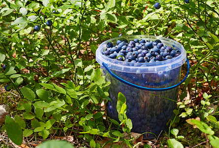 桑蓝莓植物带蓝莓的酒桶背景