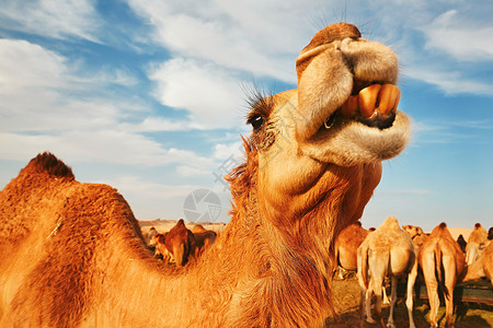 骆驼群目的地冒险团体运输旅行气候动物旅游牙齿单峰背景图片