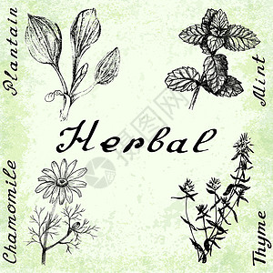 手绘薄荷向量集的 4 幅植物图 手绘铅笔叶子花束插图艺术百里香草图草本植物花园芳香植物学背景