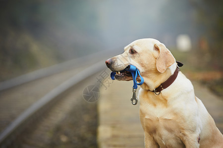火车平台上的狗狗马具动物欲望狗带配饰游客闲暇运输项圈情感背景图片