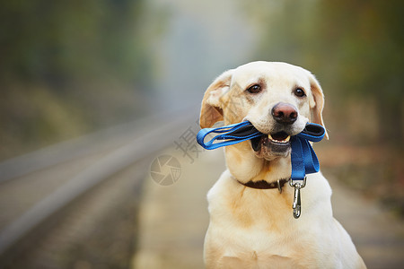火车平台上的狗狗铁路犬类项圈宠物快乐忠诚闲暇配饰对讲机情感背景图片