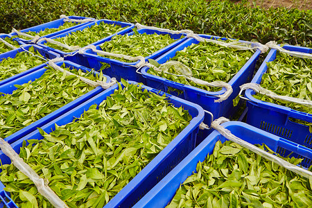 塑料盒子素材箱装茶叶叶种植园草本植物生产叶子农田蓝色茶园收获农场盒子背景