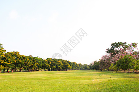 绿草和绿树植物花园土地地面草地场地绿色天空背景图片