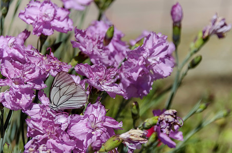 花朵在花园的粉红康乃馨上的蝴蝶背景图片