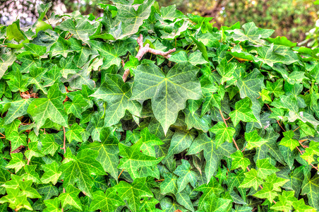 常青藤蔓矢量图在hdr 中特写常青叶藤蔓植物学白色生长爬行者叶子登山者植物群花园绿色背景