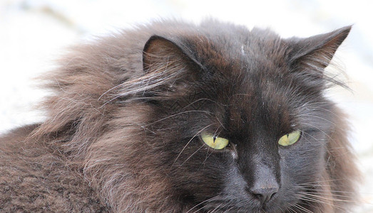 美丽的猫咪莎朗卡特高清图片
