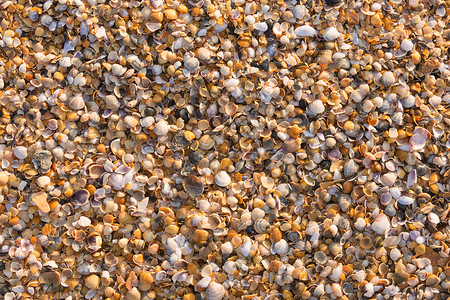 小型多色海贝壳背景情况背景图片