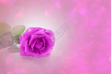 紫色的单紫色 在柔软的情绪中升起玫瑰背景框架空白梦幻背景图片