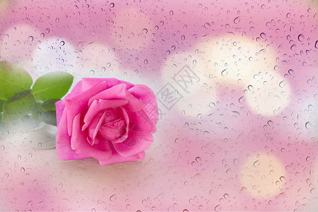 单粉色玫瑰花在温柔的情调下雨滴水和bokeh粉红色背景背景图片