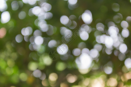 美丽的白色绿布基林树 新鲜的大自然背景图片