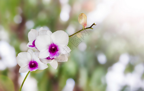 白兰花和紫罗兰花 上自然绿色的鲜花背景图片