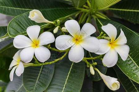 家里有美丽的白色和黄白色花朵梅花团g植物群花园热带温泉冥想背景图片