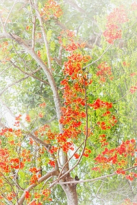 柔软雾中的孔雀花树(Ww)背景图片