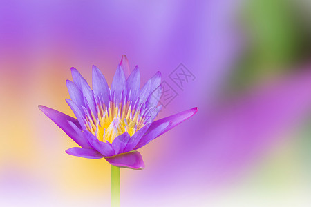 美丽的紫紫紫色梦幻莲花朵 在柔软的糊面上池塘梦幻紫色白色黄色背景图片