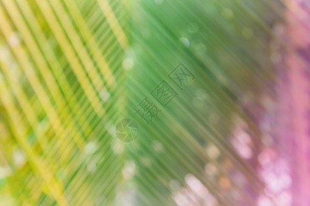 夏季背景椰子叶 带有bokeh和Bokeh背景图片