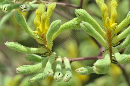 袋鼠爪花花穹中的袋鼠爪植物收藏陈列柜爪子生长绿色码头季节花园环境地毯背景