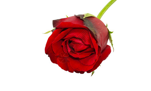红玫瑰紧贴的白色背景 情人节背景图片