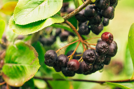 树枝上果实的里梅阿罗米亚浆果植物苦莓营养花园水果黑果衬套季节食物背景图片